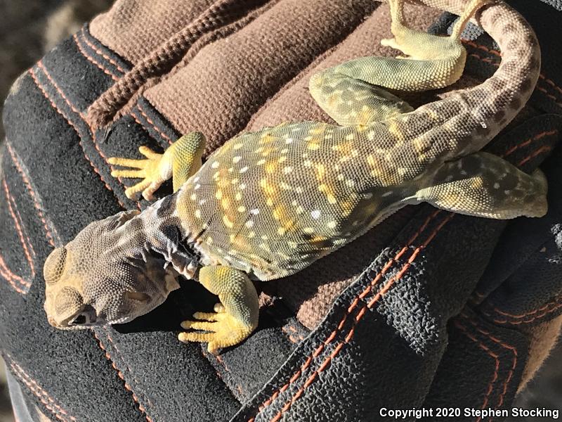 Eastern Collared Lizard (Crotaphytus collaris)