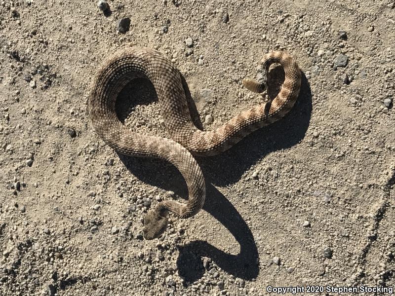 Southwestern Speckled Rattlesnake (Crotalus mitchellii pyrrhus)