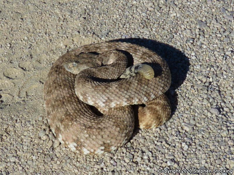 Southwestern Speckled Rattlesnake (Crotalus mitchellii pyrrhus)