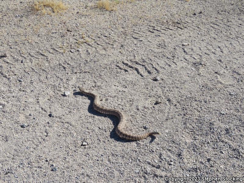 Southwestern Speckled Rattlesnake (Crotalus mitchellii pyrrhus)