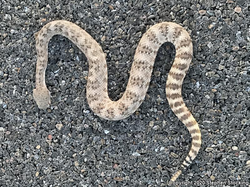 Southwestern Speckled Rattlesnake (Crotalus mitchellii pyrrhus)