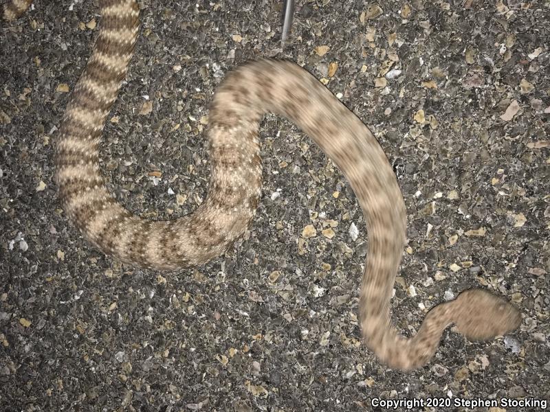 Southwestern Speckled Rattlesnake (Crotalus mitchellii pyrrhus)