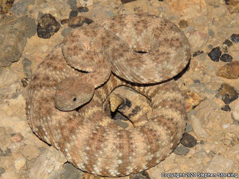 Southwestern Speckled Rattlesnake (Crotalus mitchellii pyrrhus)