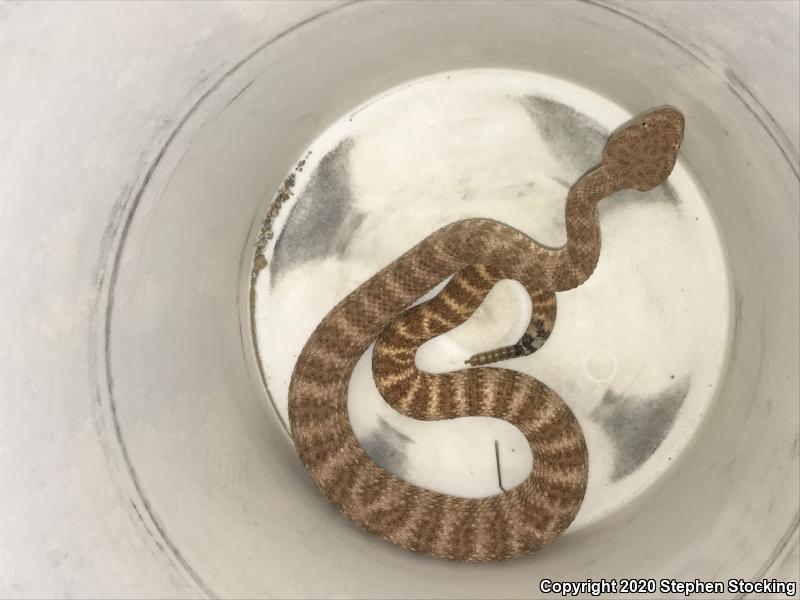 Southwestern Speckled Rattlesnake (Crotalus mitchellii pyrrhus)