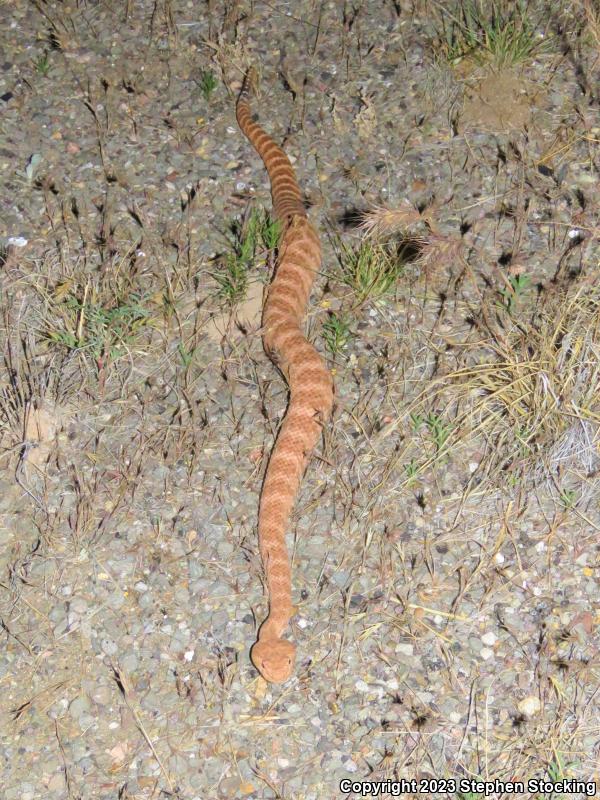 Southwestern Speckled Rattlesnake (Crotalus mitchellii pyrrhus)