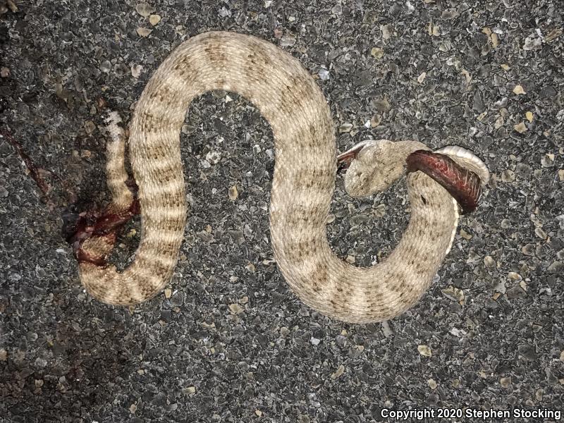 Southwestern Speckled Rattlesnake (Crotalus mitchellii pyrrhus)