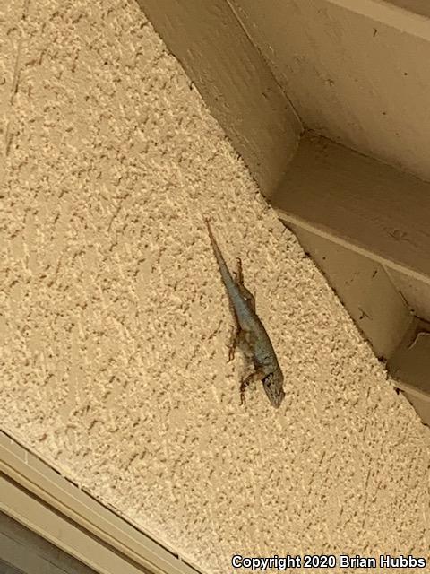 Clark's Spiny Lizard (Sceloporus clarkii)