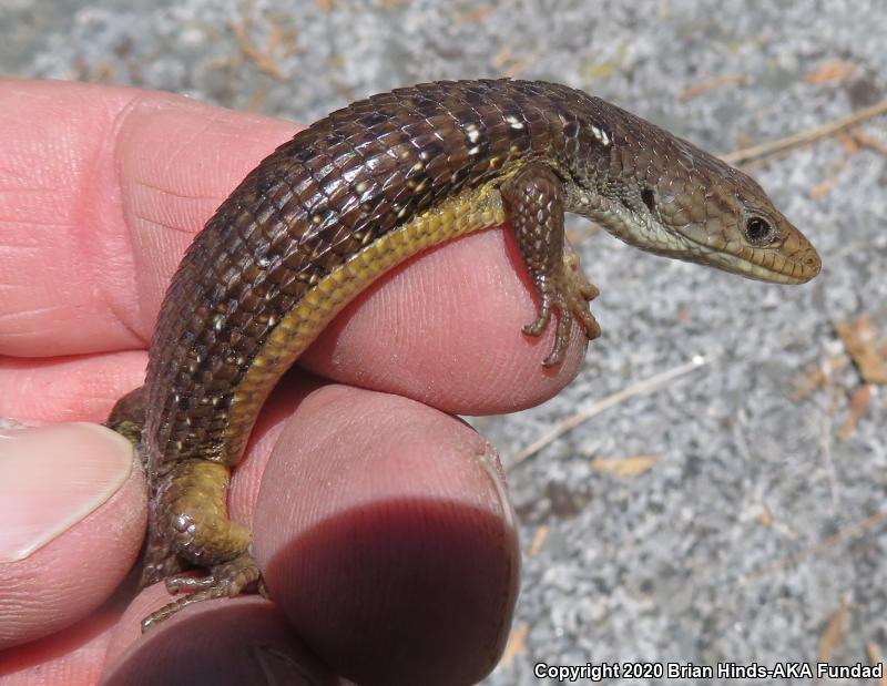 Sierra Alligator Lizard (Elgaria coerulea palmeri)