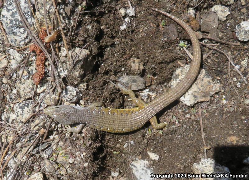 Sierra Alligator Lizard (Elgaria coerulea palmeri)