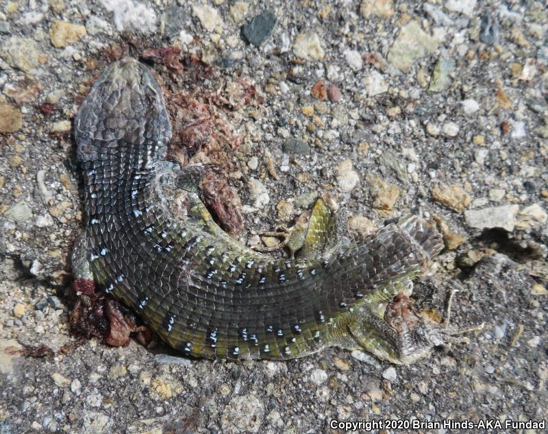 Sierra Alligator Lizard (Elgaria coerulea palmeri)