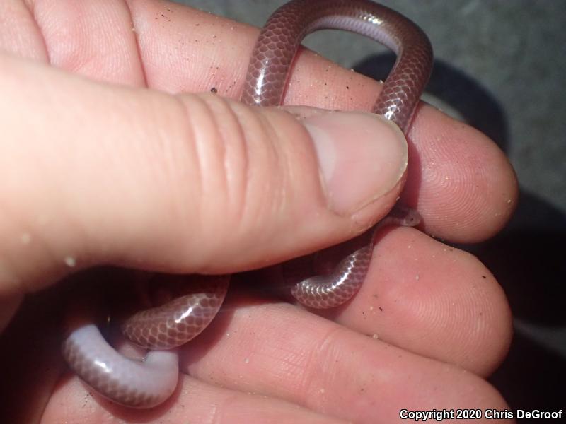 SouthWestern Threadsnake (Leptotyphlops humilis humilis)