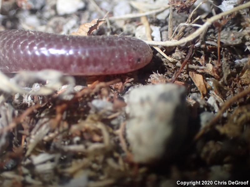 SouthWestern Threadsnake (Leptotyphlops humilis humilis)