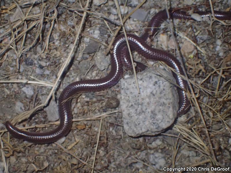 SouthWestern Threadsnake (Leptotyphlops humilis humilis)