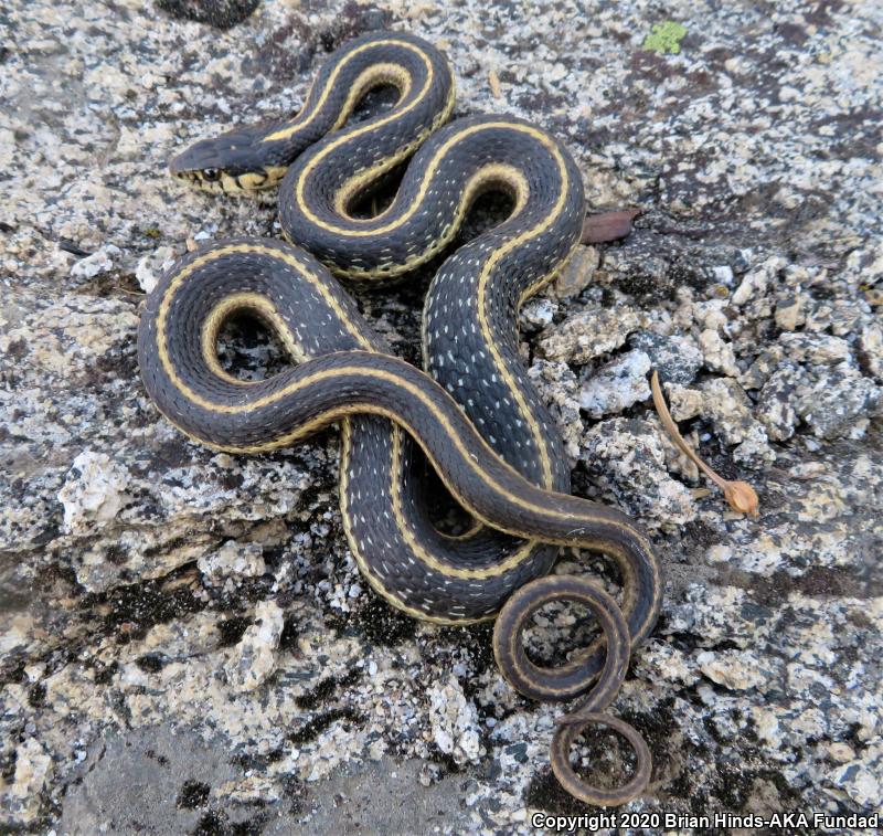 Mountain Gartersnake (Thamnophis elegans elegans)