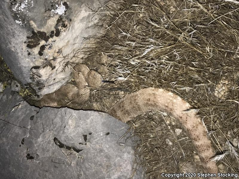 Southwestern Speckled Rattlesnake (Crotalus mitchellii pyrrhus)