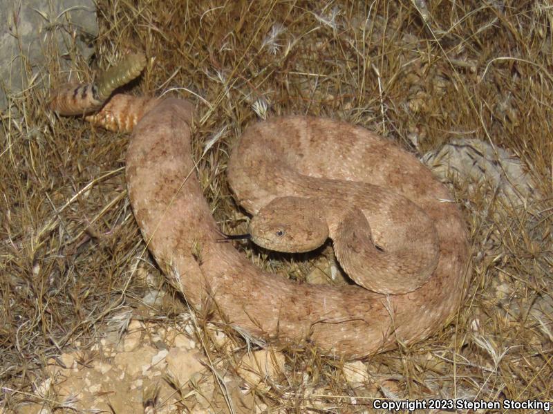 Southwestern Speckled Rattlesnake (Crotalus mitchellii pyrrhus)