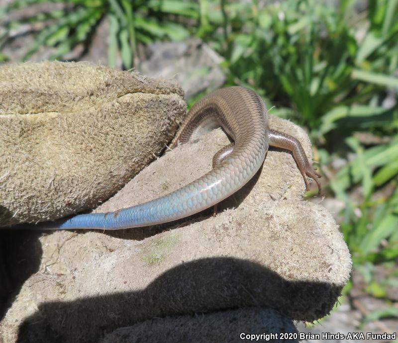 Gilbert's Skink (Plestiodon gilberti)