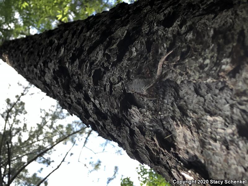 Eastern Fence Lizard (Sceloporus undulatus)