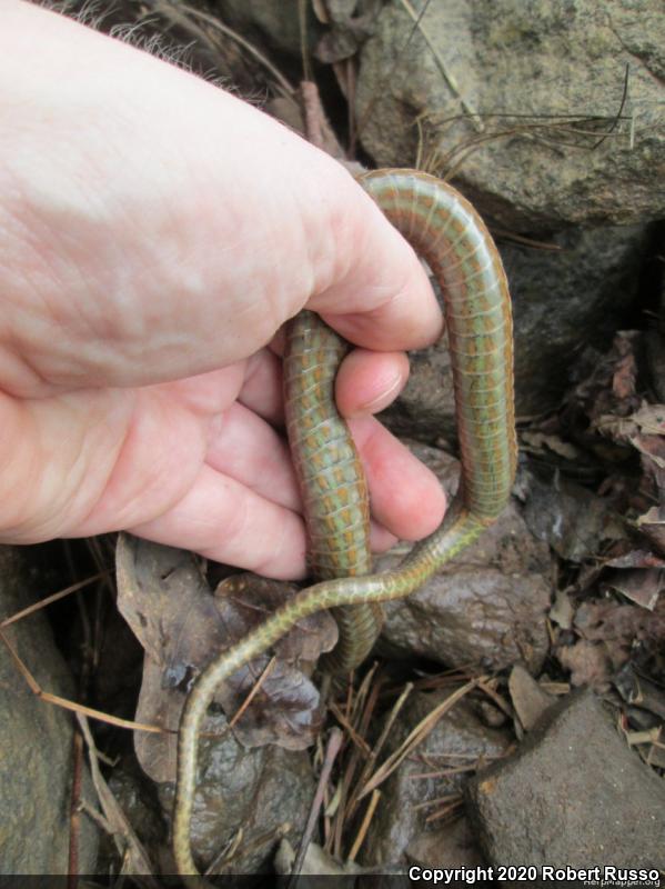 Queensnake (Regina septemvittata)