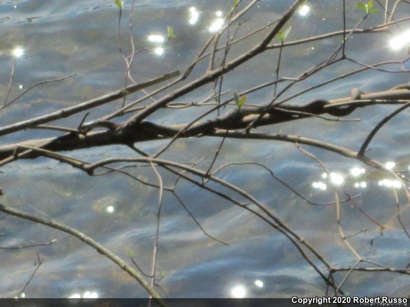 Queensnake (Regina septemvittata)