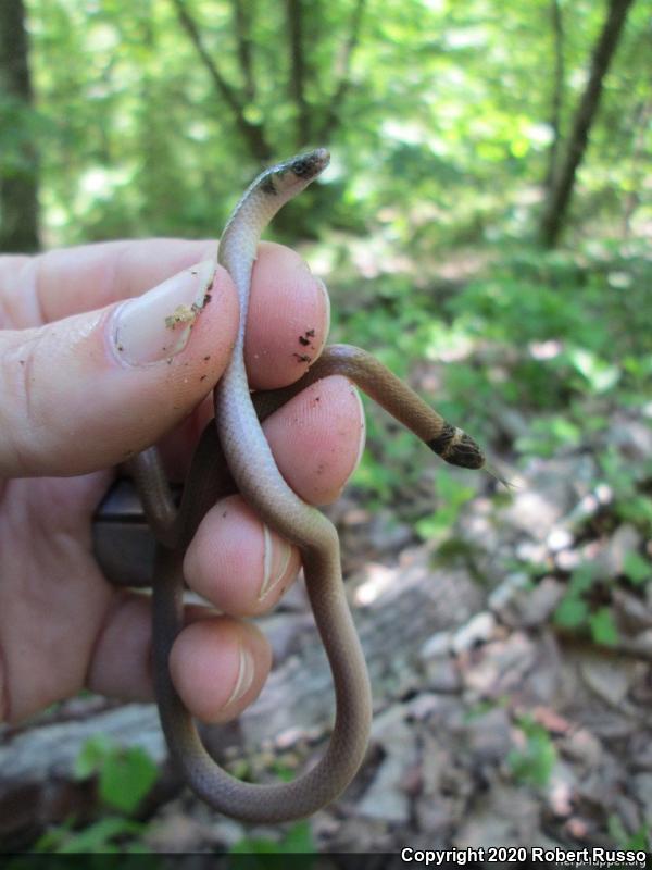 Southeastern Crowned Snake (Tantilla coronata)