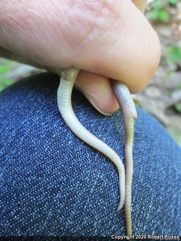 Southeastern Crowned Snake (Tantilla coronata)