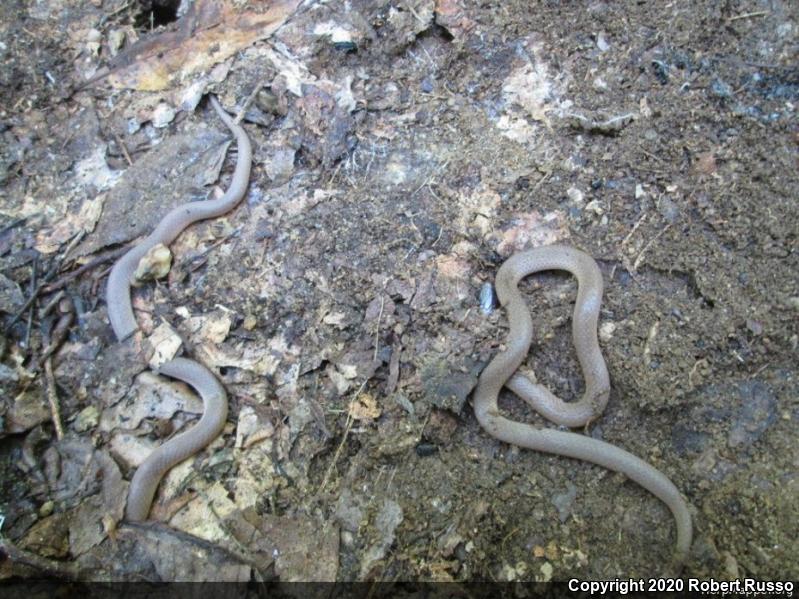 Southeastern Crowned Snake (Tantilla coronata)