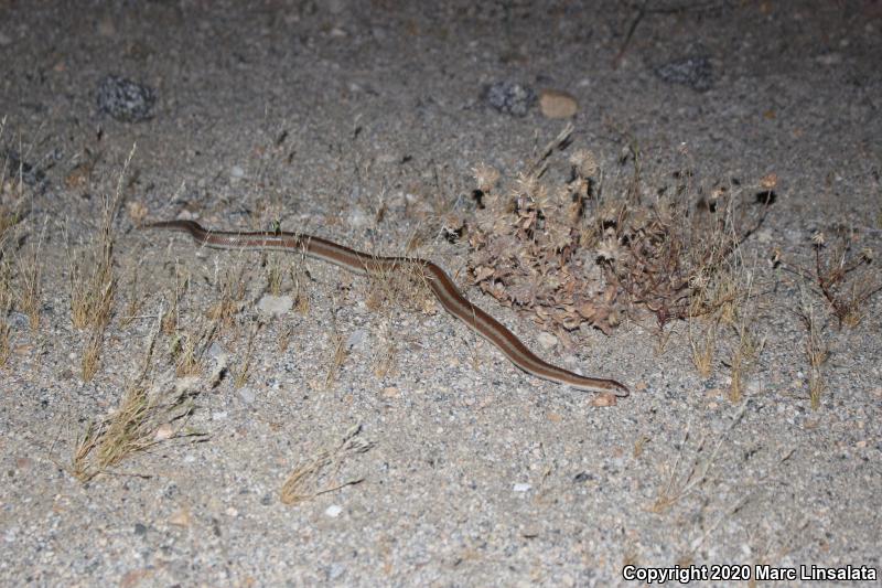 Desert Rosy Boa (Lichanura trivirgata gracia)