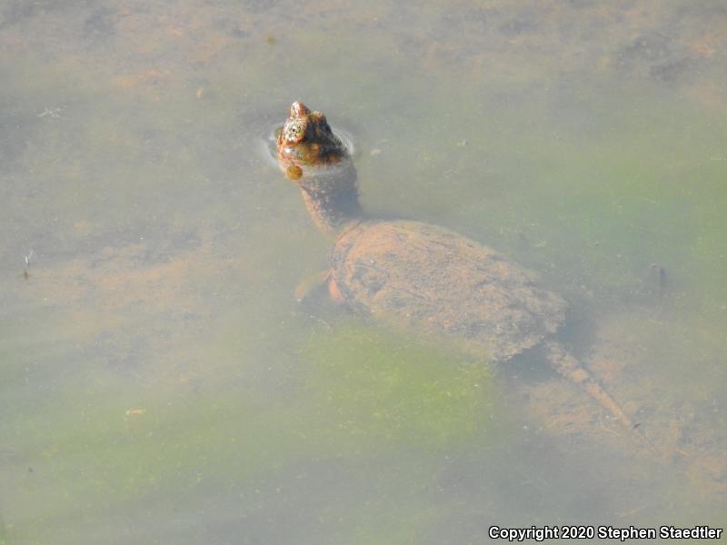 Eastern Snapping Turtle (Chelydra serpentina serpentina)