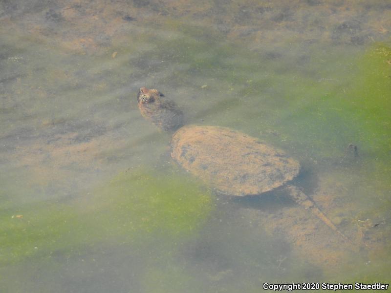 Eastern Snapping Turtle (Chelydra serpentina serpentina)