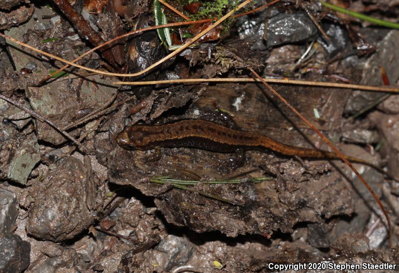 Allegheny Mountain Dusky Salamander (Desmognathus ochrophaeus)