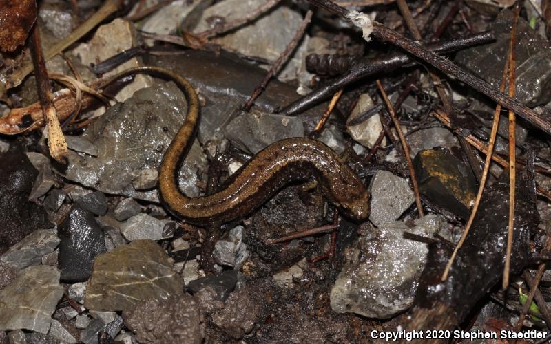 Allegheny Mountain Dusky Salamander (Desmognathus ochrophaeus)