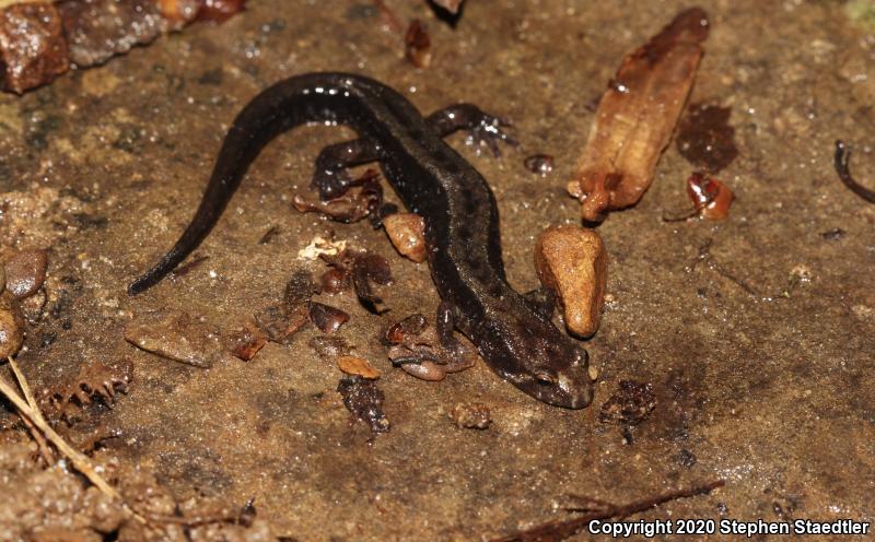 Allegheny Mountain Dusky Salamander (Desmognathus ochrophaeus)