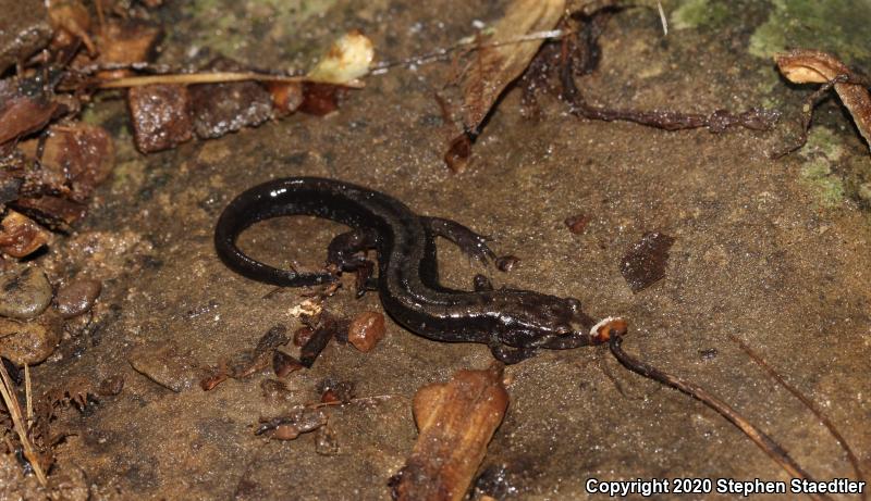 Allegheny Mountain Dusky Salamander (Desmognathus ochrophaeus)