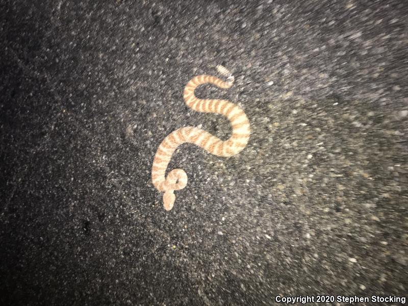 Southwestern Speckled Rattlesnake (Crotalus mitchellii pyrrhus)