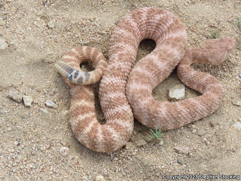 Southwestern Speckled Rattlesnake (Crotalus mitchellii pyrrhus)