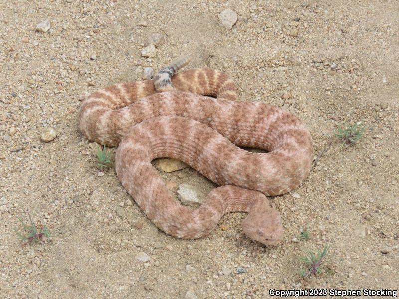 Southwestern Speckled Rattlesnake (Crotalus mitchellii pyrrhus)