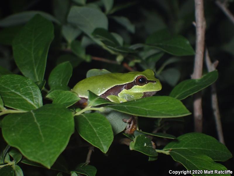 Pine Barrens Treefrog (Hyla andersonii)