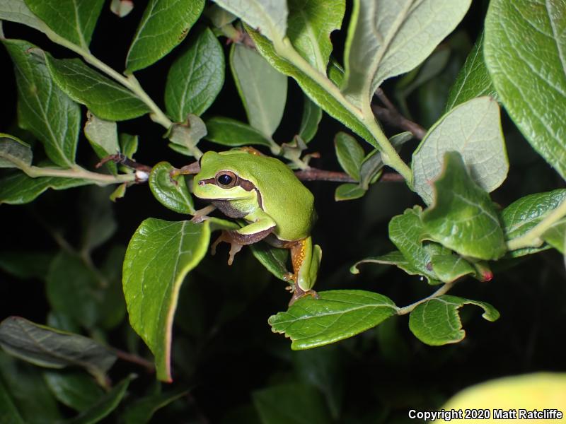 Pine Barrens Treefrog (Hyla andersonii)