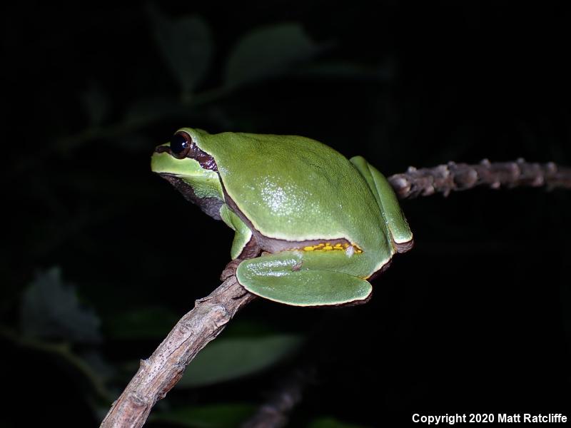 Pine Barrens Treefrog (Hyla andersonii)