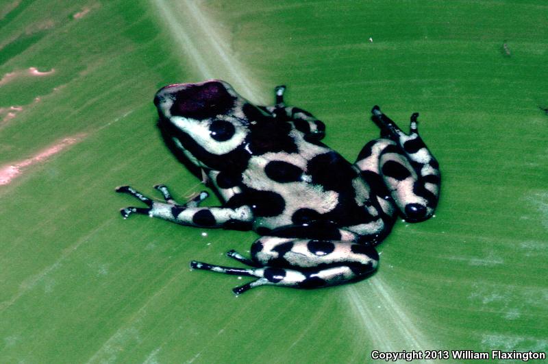 Green And Black Poison Frog (Dendrobates auratus)