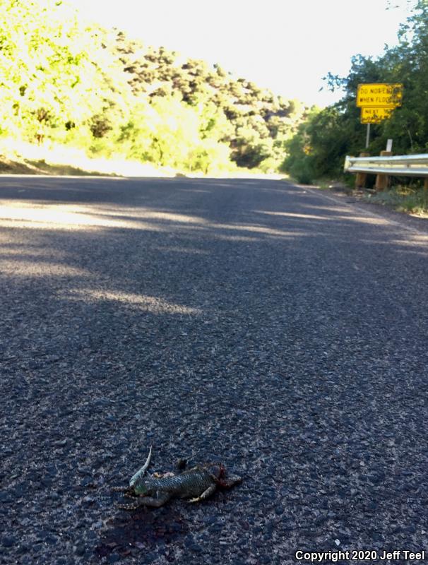 Clark's Spiny Lizard (Sceloporus clarkii)