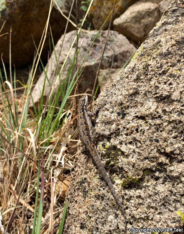 Ornate Tree Lizard (Urosaurus ornatus)