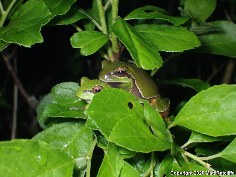 Pine Barrens Treefrog (Hyla andersonii)