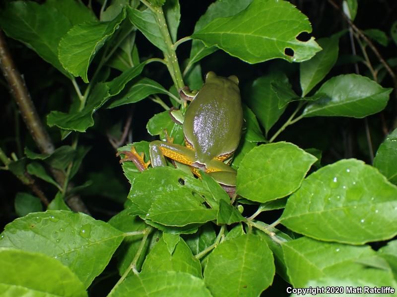 Pine Barrens Treefrog (Hyla andersonii)