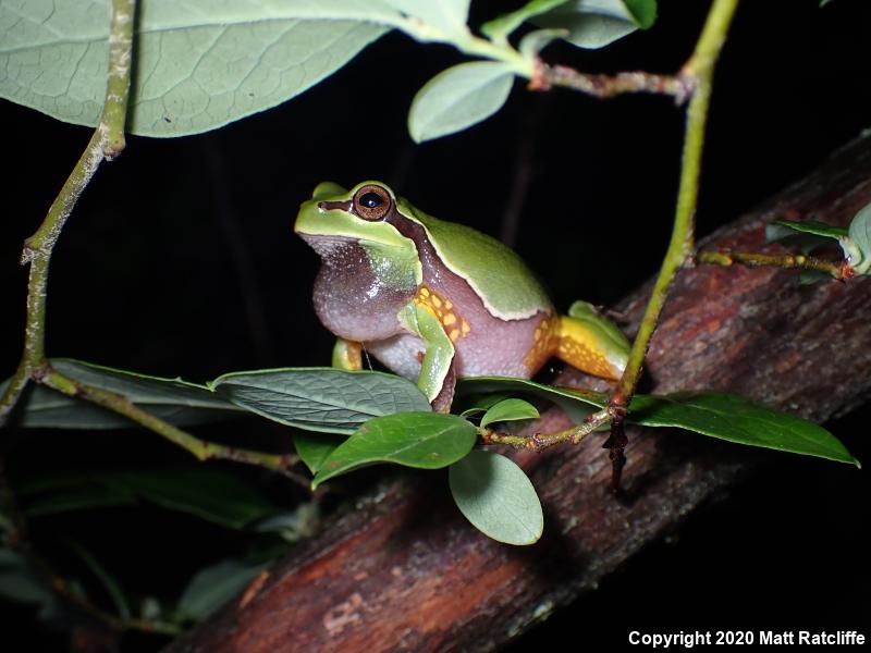 Pine Barrens Treefrog (Hyla andersonii)