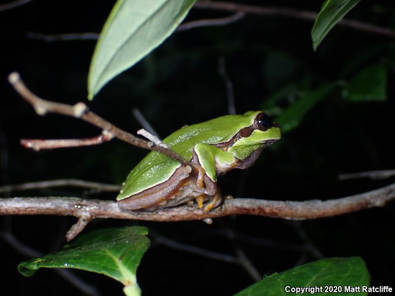 Pine Barrens Treefrog (Hyla andersonii)