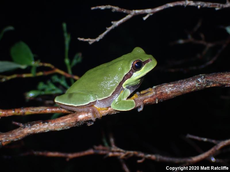 Pine Barrens Treefrog (Hyla andersonii)