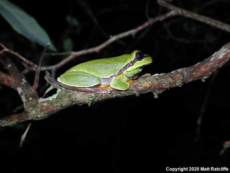 Pine Barrens Treefrog (Hyla andersonii)