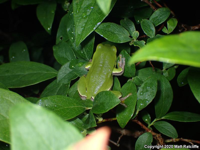 Pine Barrens Treefrog (Hyla andersonii)